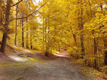 Road amidst trees in forest during autumn