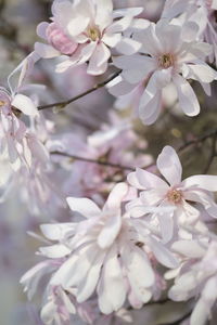 Close-up of white cherry blossom tree