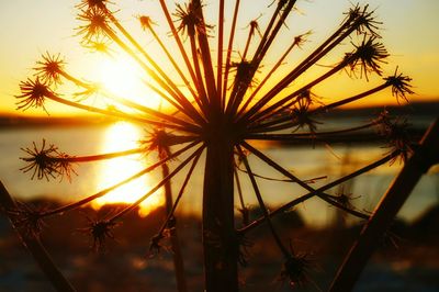 Plants at sunset