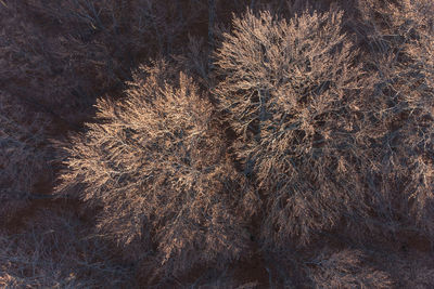 Close-up of plants