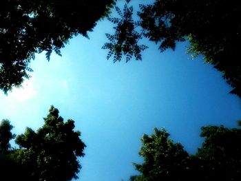 Low angle view of trees against blue sky