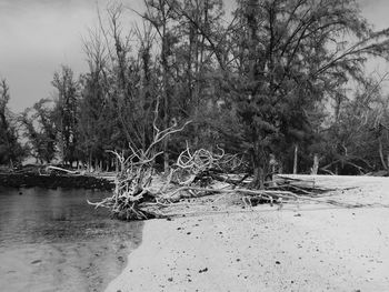 Trees on landscape against sky
