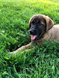 Portrait of puppy on field