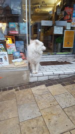 Cat sitting in market