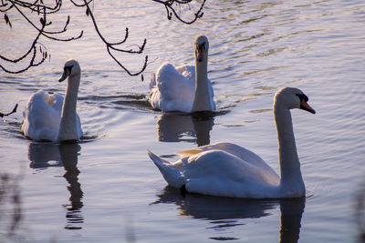 Swans swimming in lake