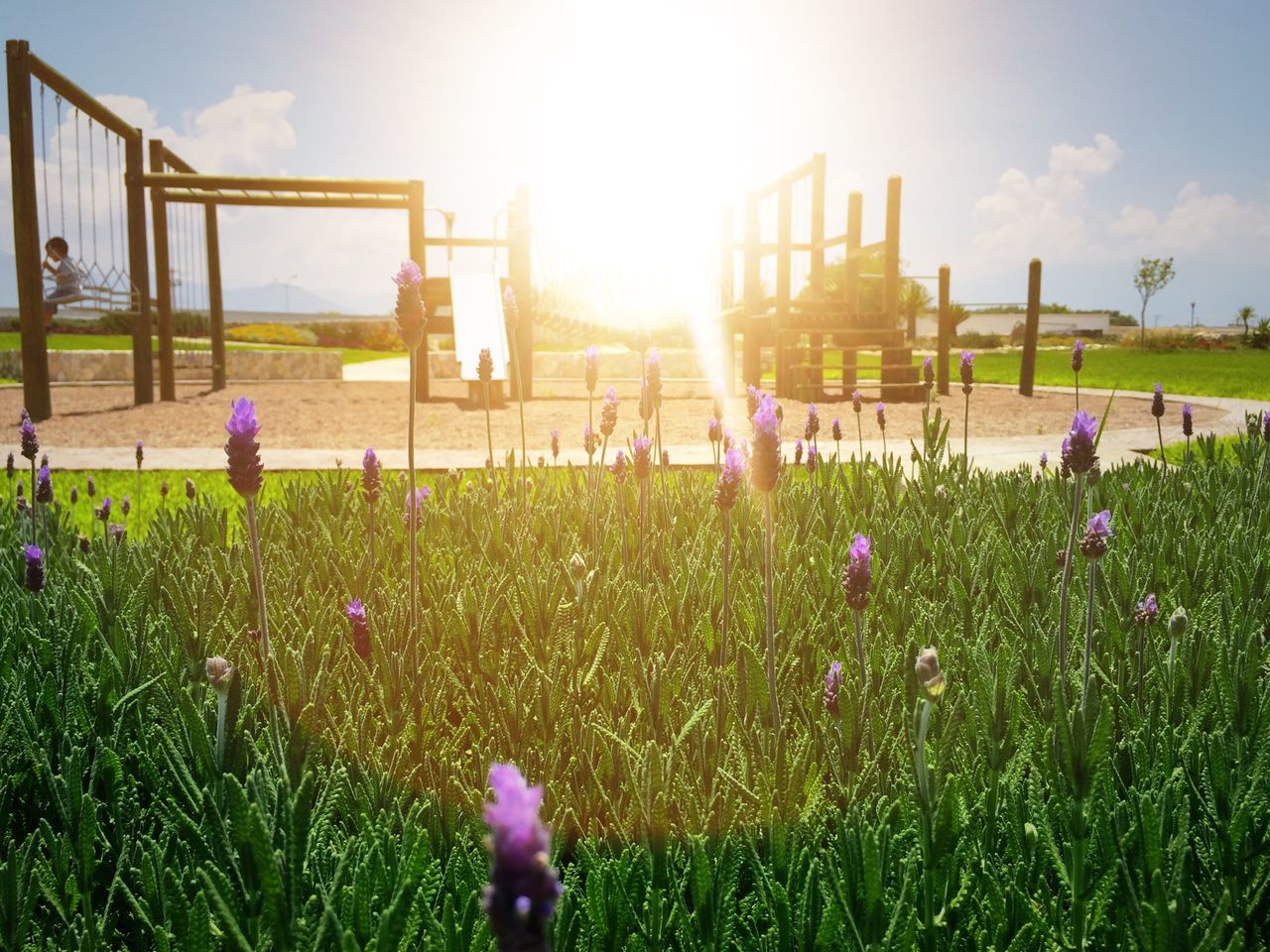 grass, field, flower, sunlight, growth, sky, sun, grassy, plant, sunbeam, building exterior, built structure, green color, freshness, lens flare, nature, lawn, architecture, day, beauty in nature