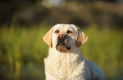 Close-up portrait of labrador