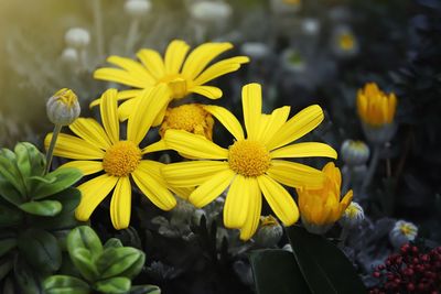 Close-up of yellow flowering plants in park