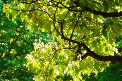 Low angle view of tree leaves on sunny day