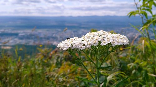 Close-up of white flowering plant