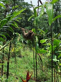 View of a reptile in a forest