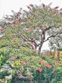Red berries on flowering tree