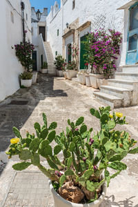 Potted plants on footpath against building