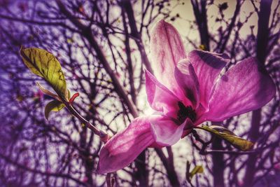 Close-up of pink flower blooming outdoors