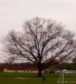 Bare trees in park