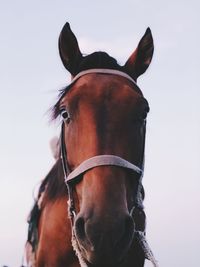 Close-up portrait of horse against clear sky