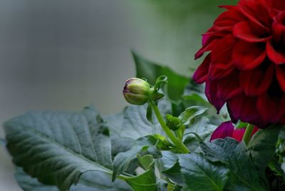 Close-up of red flowers
