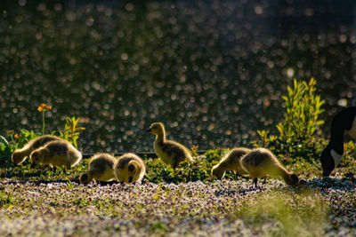 Goslings in a field