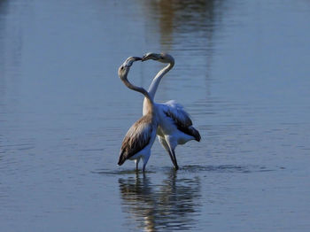 Bird on a lake