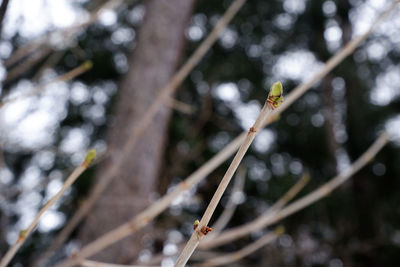 Close-up of plant growing outdoors