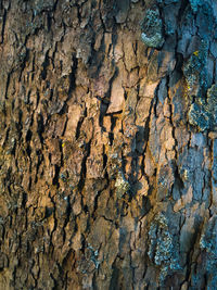 Full frame shot of lichen on tree trunk