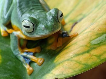 Close-up of frog on leaf