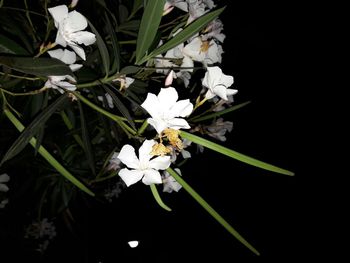 Close-up of white flower