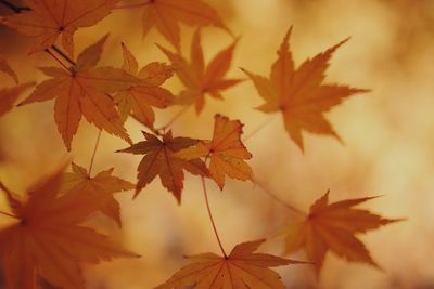 Close-up of maple leaves