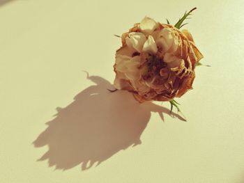 Close-up of flower over white background