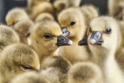 Little yellow fluffy cute gosling in a pile of other goslings.