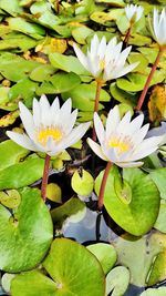 Lotus water lily in pond