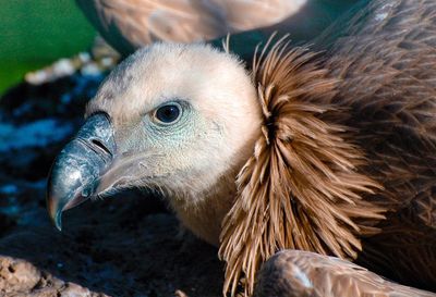 Close-up of eagle