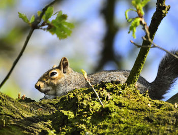 Close-up of squirrel on tree