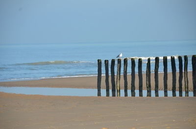 Bird and sea