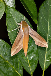 Close-up of insect on leaves