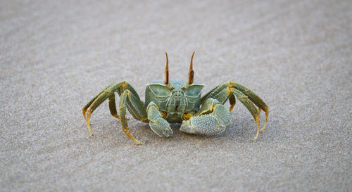 Close-up of crab