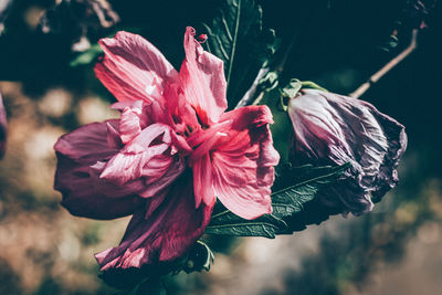 Close-up of pink flower