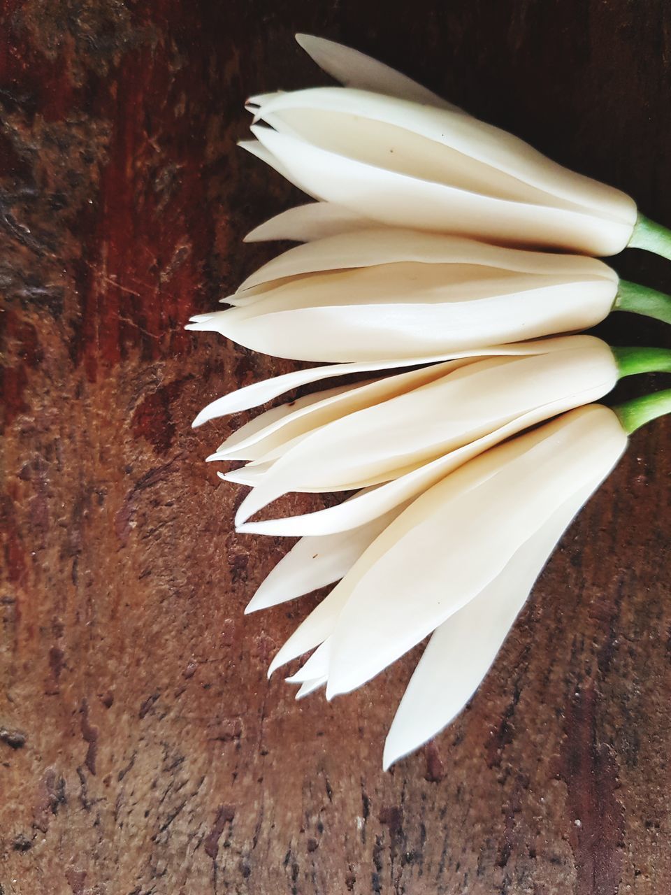 CLOSE-UP OF WHITE MUSHROOMS ON TABLE