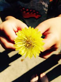 Close-up of cropped hand holding flower