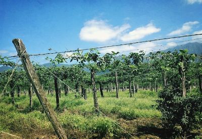 Trees on field against cloudy sky
