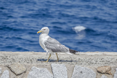 Sea gull in giglio island