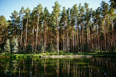 Scenic view of lake in forest