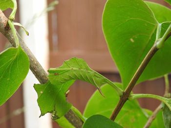 Close-up of green plant