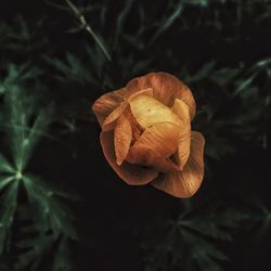 Close-up of wilted orange plant