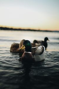 water