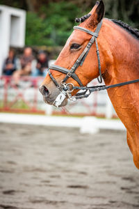 Close-up of horse standing outdoors