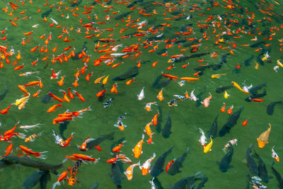 Group of colorful mirror carp fish swimming in the pond