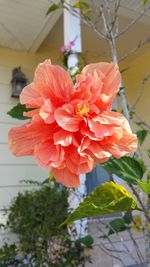 Close-up of pink flowers blooming outdoors