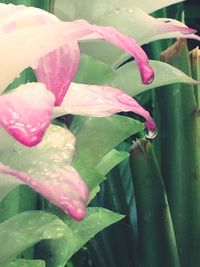 Close-up of wet flower blooming outdoors