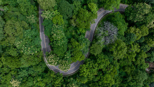 Aerial top view of road in green tree forest, top view from drone of rural road, mountains, forest.
